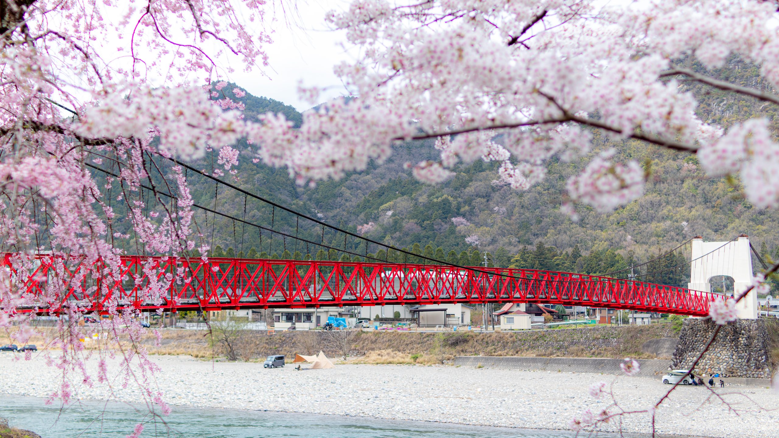 春の桜と長良川に架かる美濃橋